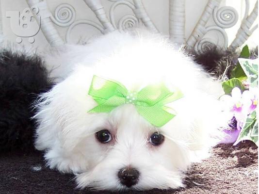 PoulaTo: Maltese Toy